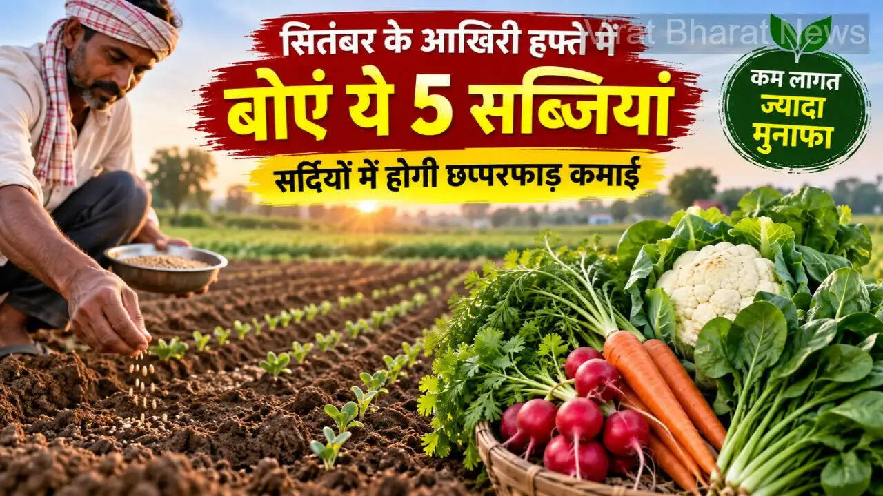 Winter Vegetable Sowing Guide: सितंबर के आखिरी हफ्ते में बोएं ये 5 मुनाफा देने वाली सब्जियां, सर्दियों में होगी छप्परफाड़ कमाई