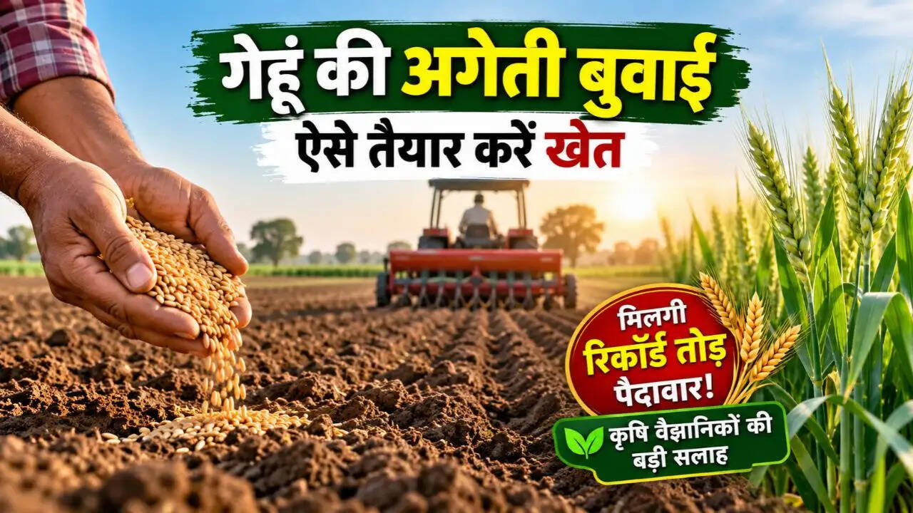 Wheat Early Sowing Guide: गेहूं की अगेती बुवाई के लिए ऐसे तैयार करें खेत, मिलेगी रिकॉर्ड तोड़ पैदावार, कृषि वैज्ञानिकों की बड़ी सलाह