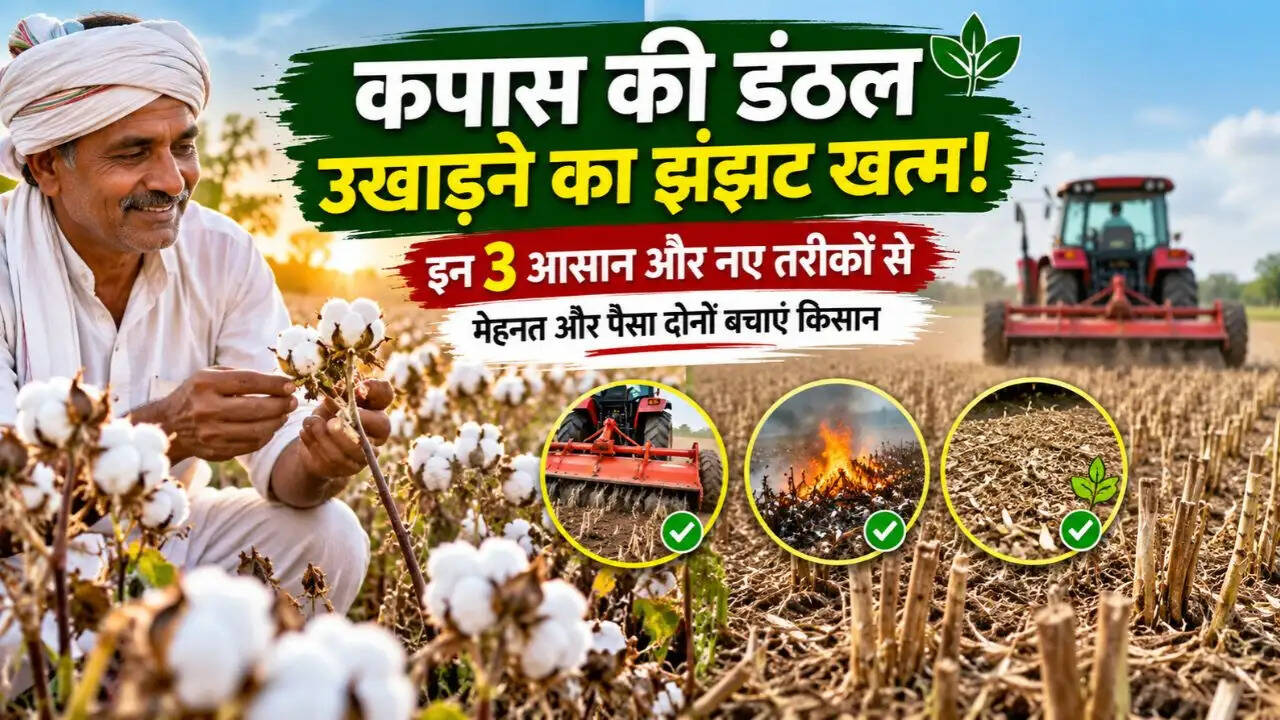 Cotton Stalk Removal: कपास की डंठल उखाड़ने का झंझट खत्म, इन 3 आसान और नए तरीकों से मेहनत और पैसा दोनों बचाएं किसान