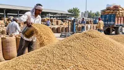 Haryana News: समय से पहले शुरू हुई धान की खरीद, 249 मंडियों में पुख्ता इंतज़ाम; जानें नई कीमतें और नियम