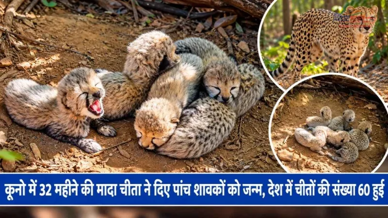 कूनो में मादा चीता ने दिए 5 शावकों को जन्म, भारत में चीतों की संख्या 60 हुई
