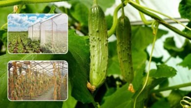 डाउनी और पाउडरी मिल्ड्यू से फसल बचाने के 4 अचूक उपाय