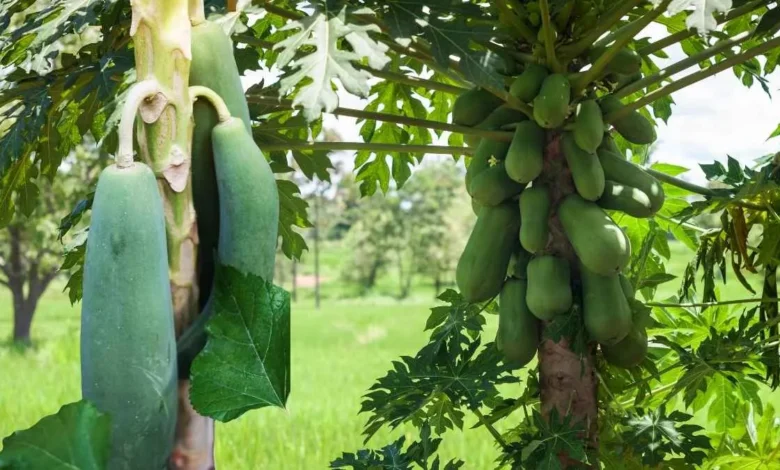 पपीते की खेती में साइलेंट किलर का कहर