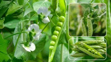 मटर की खेती से लखपति बनने का फॉर्मूला: 40 नहीं अब एक एकड़ में होगी 80 क्विंटल पैदावार, बस अपनाएं ये 5 सीक्रेट टिप्स