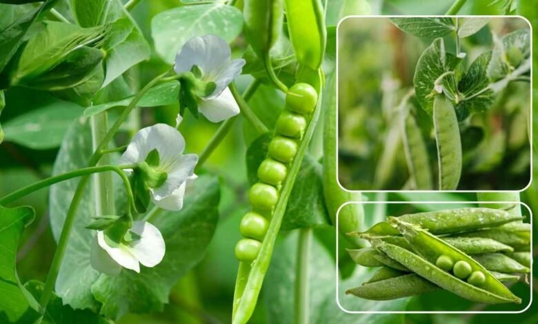 मटर की खेती से लखपति बनने का फॉर्मूला: 40 नहीं अब एक एकड़ में होगी 80 क्विंटल पैदावार, बस अपनाएं ये 5 सीक्रेट टिप्स