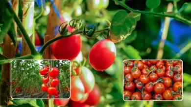 टमाटर की ये उन्नत किस्में कराएंगी अंधाधुंध कमाई