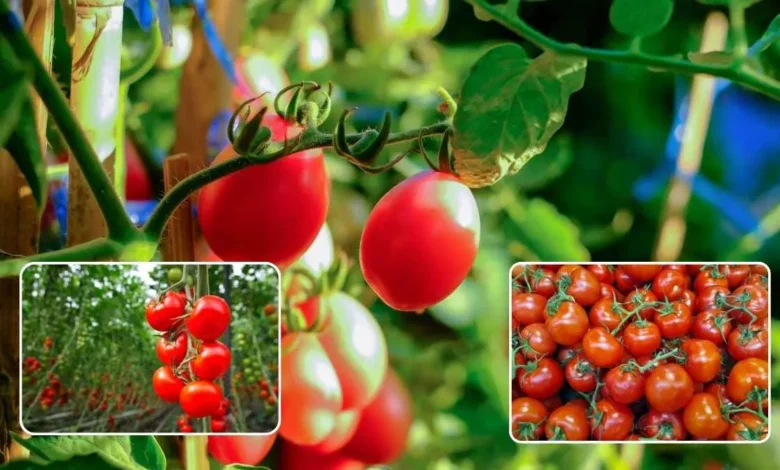 टमाटर की ये उन्नत किस्में कराएंगी अंधाधुंध कमाई