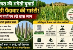 बाजरा की अगेती फसल में किसान रखें इन बातों का ध्यान, पैदावार पर होगा सीधा असर