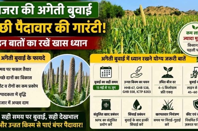 बाजरा की अगेती फसल में किसान रखें इन बातों का ध्यान, पैदावार पर होगा सीधा असर