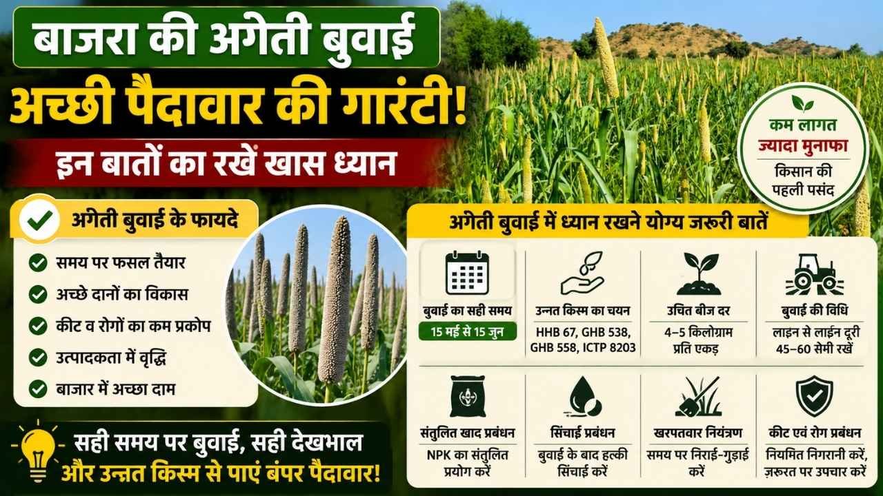 बाजरा की अगेती फसल में किसान रखें इन बातों का ध्यान, पैदावार पर होगा सीधा असर
