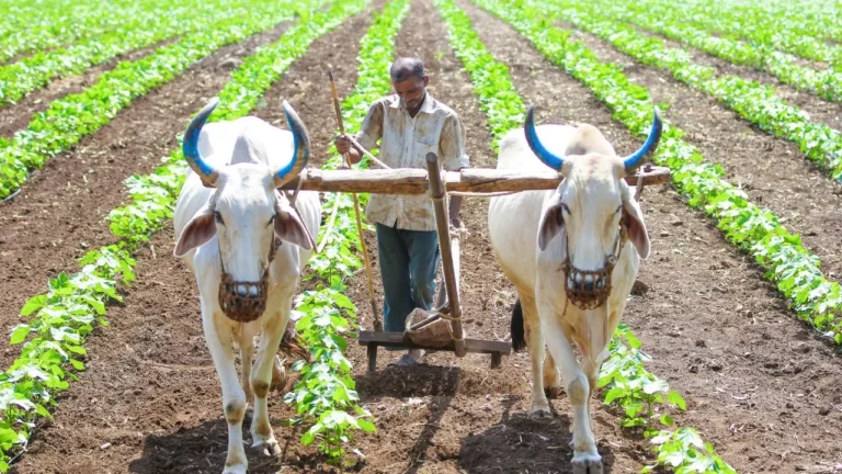 हरियाणा फसल बीमा: किसानों के पास आज आख़िरी मौका, कटाई के बाद भी मिलेगा कवर