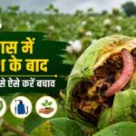 कपास किसान सावधान! बारिश के बाद खेत में तुरंत करें ये 6 काम, वरना तबाह हो जाएगी पूरी फसल कपास किसान सावधान! बारिश के बाद खेत में तुरंत करें ये 6 काम, वरना तबाह हो जाएगी पूरी फसल