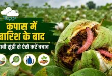 कपास में बारिश के बाद किसान रखने इन बातों का ध्यान