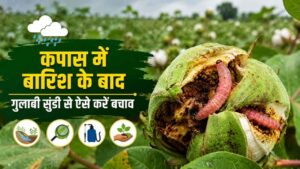 कपास किसान सावधान! बारिश के बाद खेत में तुरंत करें ये 6 काम, वरना तबाह हो जाएगी पूरी फसल