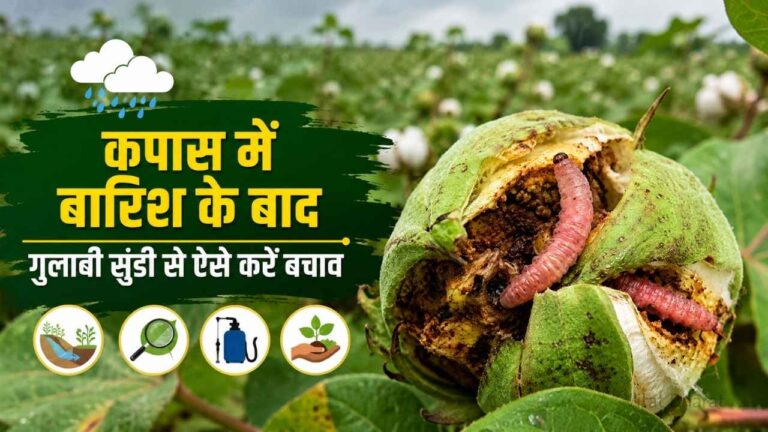 कपास किसान सावधान! बारिश के बाद खेत में तुरंत करें ये 6 काम, वरना तबाह हो जाएगी पूरी फसल