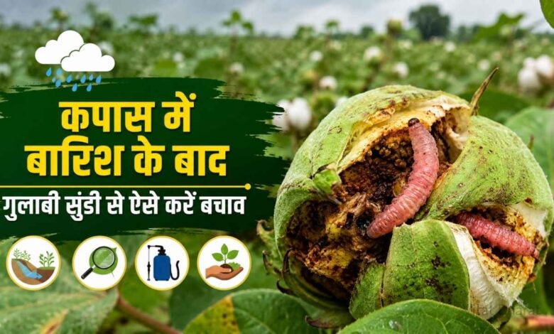 कपास में बारिश के बाद किसान रखने इन बातों का ध्यान