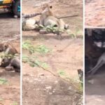 Gujarat Lion Attack: 30 मिनट तक सीने पर बैठी रही भूखी शेरनी, शख्स ने जो किया उसे देख कांप जाएगी रूह