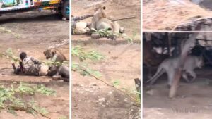 Gujarat Lion Attack: 30 मिनट तक सीने पर बैठी रही भूखी शेरनी, शख्स ने जो किया उसे देख कांप जाएगी रूह Gujarat Lion Attack: 30 मिनट तक सीने पर बैठी रही भूखी शेरनी, शख्स ने जो किया उसे देख कांप जाएगी रूह