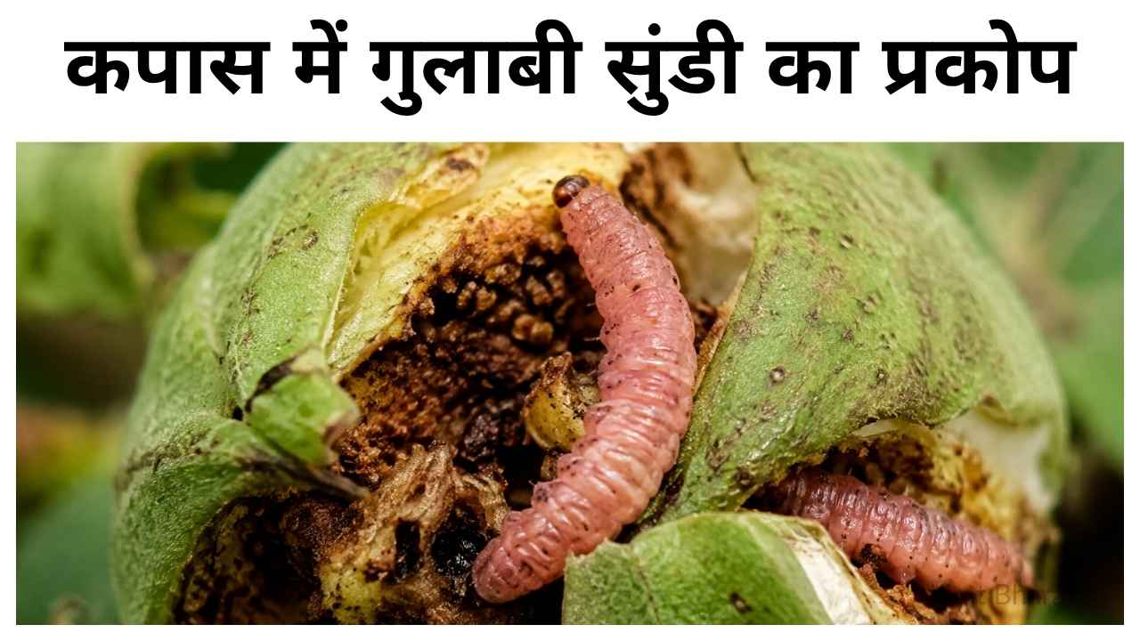 कपास किसान सावधान! बारिश के बाद खेत में तुरंत करें ये 6 काम, वरना तबाह हो जाएगी पूरी फसल कपास में गुलाबी सुंडी