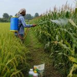 Kharif Crops: अगस्त-सितंबर में कम बारिश से धान और मक्के में बढ़ गया इन रोगों का खतरा, रासायनिक दवाओं को छोड़ें, ऐसे करें फ्री में देसी इलाज
