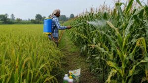 Kharif Crops: अगस्त-सितंबर में कम बारिश से धान और मक्के में बढ़ गया इन रोगों का खतरा, रासायनिक दवाओं को छोड़ें, ऐसे करें फ्री में देसी इलाज