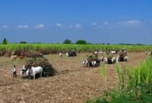 Haryana News: हरियाणा सरकार किसानों को देगी सब्सिडी, जानें 30 सितंबर से पहले ऑनलाइन रजिस्ट्रेशन का पूरा तरीका