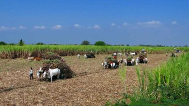 Haryana News: हरियाणा सरकार किसानों को देगी सब्सिडी, जानें 30 सितंबर से पहले ऑनलाइन रजिस्ट्रेशन का पूरा तरीका