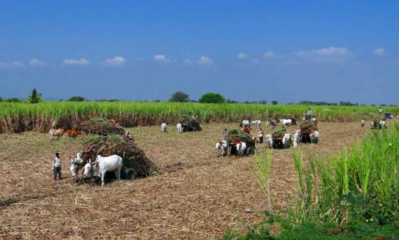 Haryana News: हरियाणा सरकार किसानों को देगी सब्सिडी, जानें 30 सितंबर से पहले ऑनलाइन रजिस्ट्रेशन का पूरा तरीका