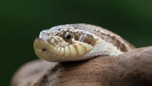 Haryana School Snake Advisory: हरियाणा के स्कूलों में सांप दिखने पर स्टाफ नहीं दिखाएगा बहादुरी, शिक्षा विभाग ने जारी की सख्त गाइडलाइन