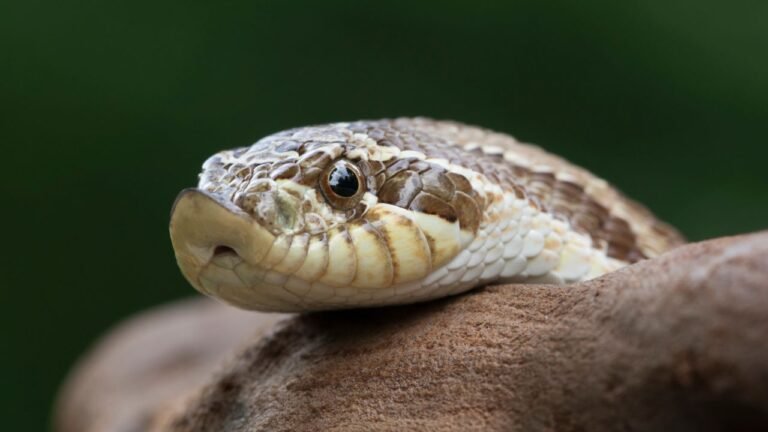 Haryana School Snake Advisory: हरियाणा के स्कूलों में सांप दिखने पर स्टाफ नहीं दिखाएगा बहादुरी, शिक्षा विभाग ने जारी की सख्त गाइडलाइन