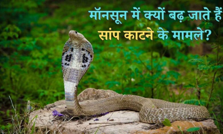 मॉनसून में क्यों बढ़ जाते हैं सांप काटने के मामले? जानें कारण, बचाव के तरीके और सांपों से जुड़े अनोखे तथ्य